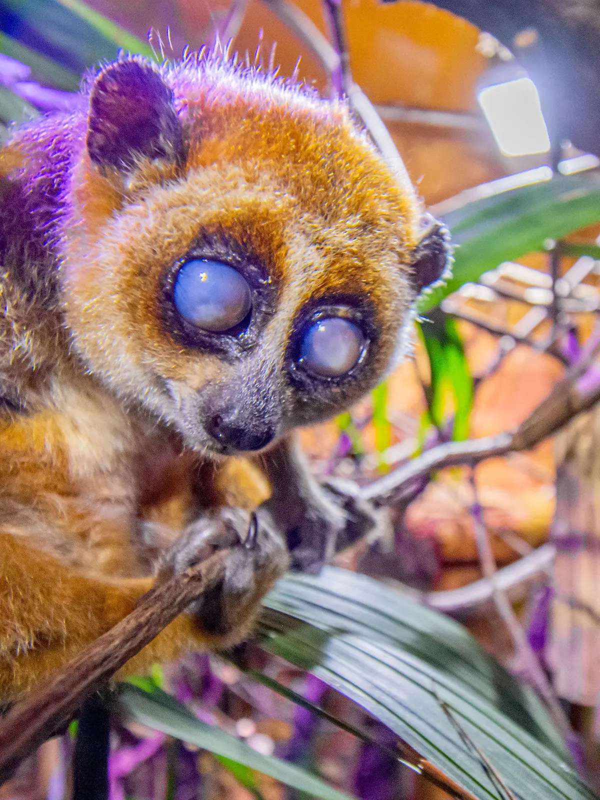 HANDOUT - 31.05.2022, Nordrhein-Westfalen, Dortmund: Zwergplumplori-Dame Rosi sitzt im Regenwaldhaus des Dortmunder Zoos. Jahrelang wurde Rosi illegal in einem kleinen Vogelkäfig gehalten - jetzt hat der fast blinde Zwergplumplori eine neue Heimat im Dortmunder Zoo gefunden. Im Regenwaldhaus erkunde die Primatin nach und nach ihr neues Gehege, teilte der Zoo am Donnerstag mit. (zu dpa «Illegal gehandelte Primatin findet neue Heimat im Dortmunder Zoo») Foto: Marcel Stawinoga/Zoo Dortmund/dpa - ACHTUNG: Nur zur redaktionellen Verwendung im Zusammenhang mit der aktuellen Berichterstattung und nur mit vollständiger Nennung des vorstehenden Credits +++ dpa-Bildfunk +++