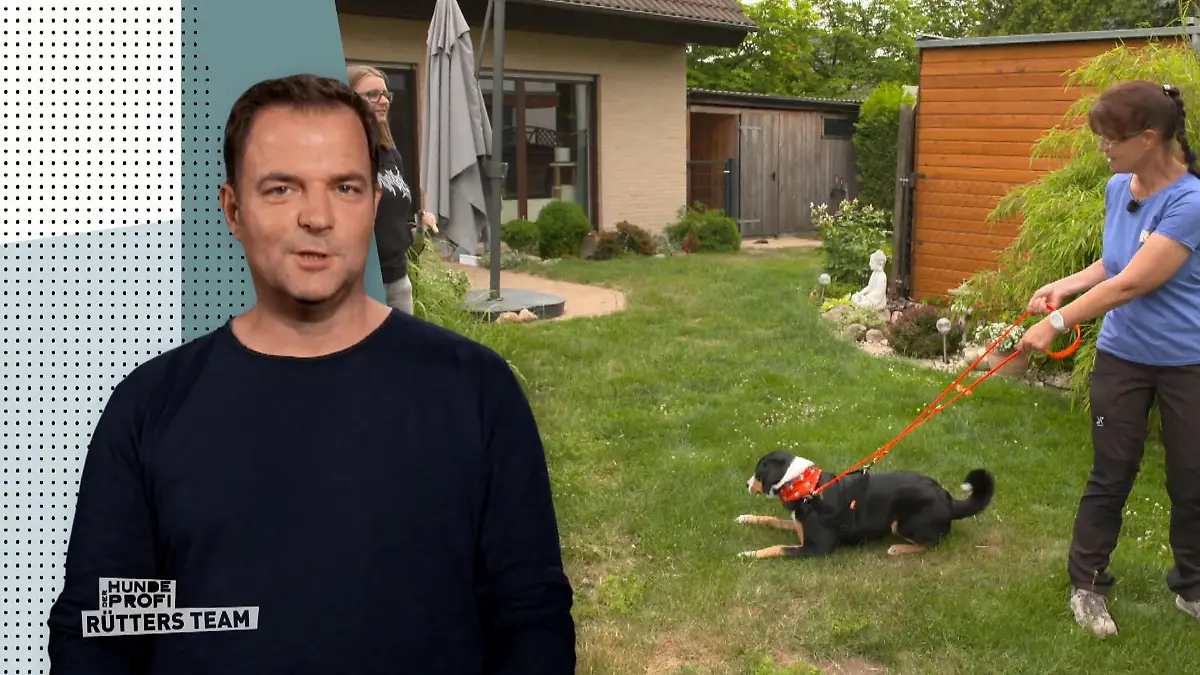 Training für Hund und Frauchen Zu spät reagiert