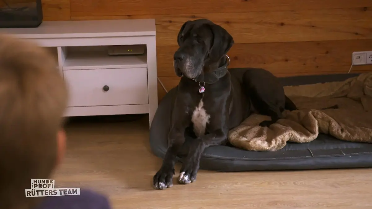 Dogge Jam zeigt langsam Fortschritte! Ungelöstes Thema