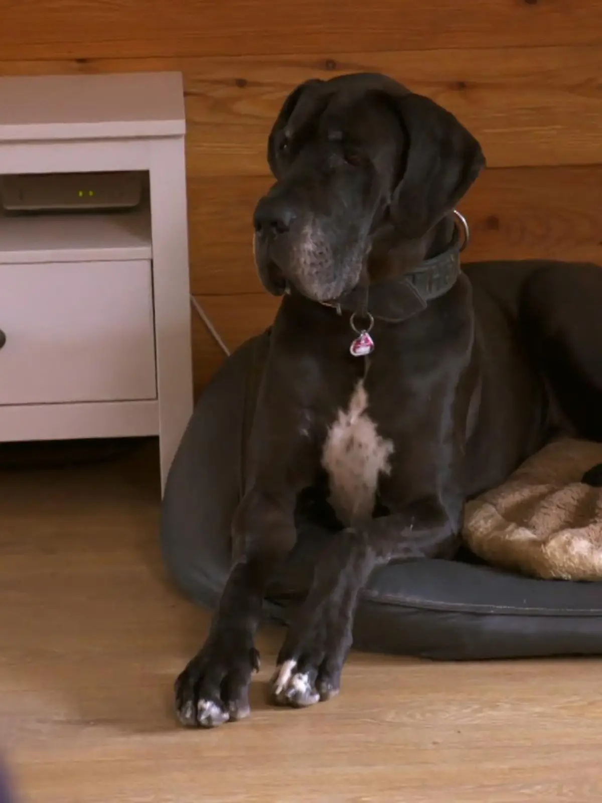 Bild zu: "Dogge Jam zeigt langsam Fortschritte!"