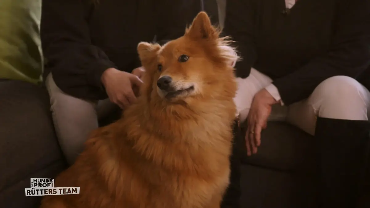 Eurasier-Hündin Ellie hat eine Tierarzt-Phobie Hilfe vom Profi