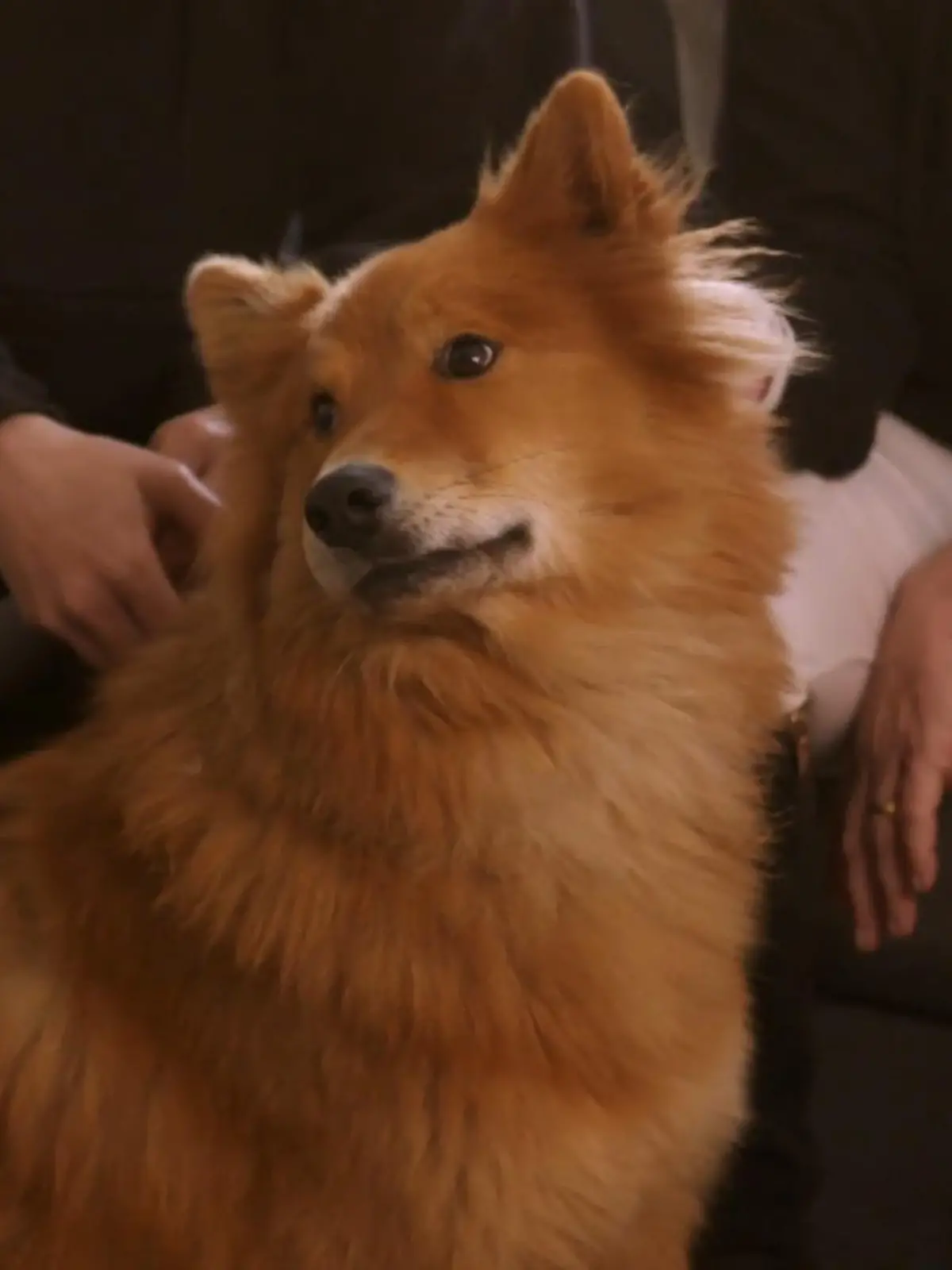 Bild zu: "Eurasier-Hündin Ellie hat eine Tierarzt-Phobie"