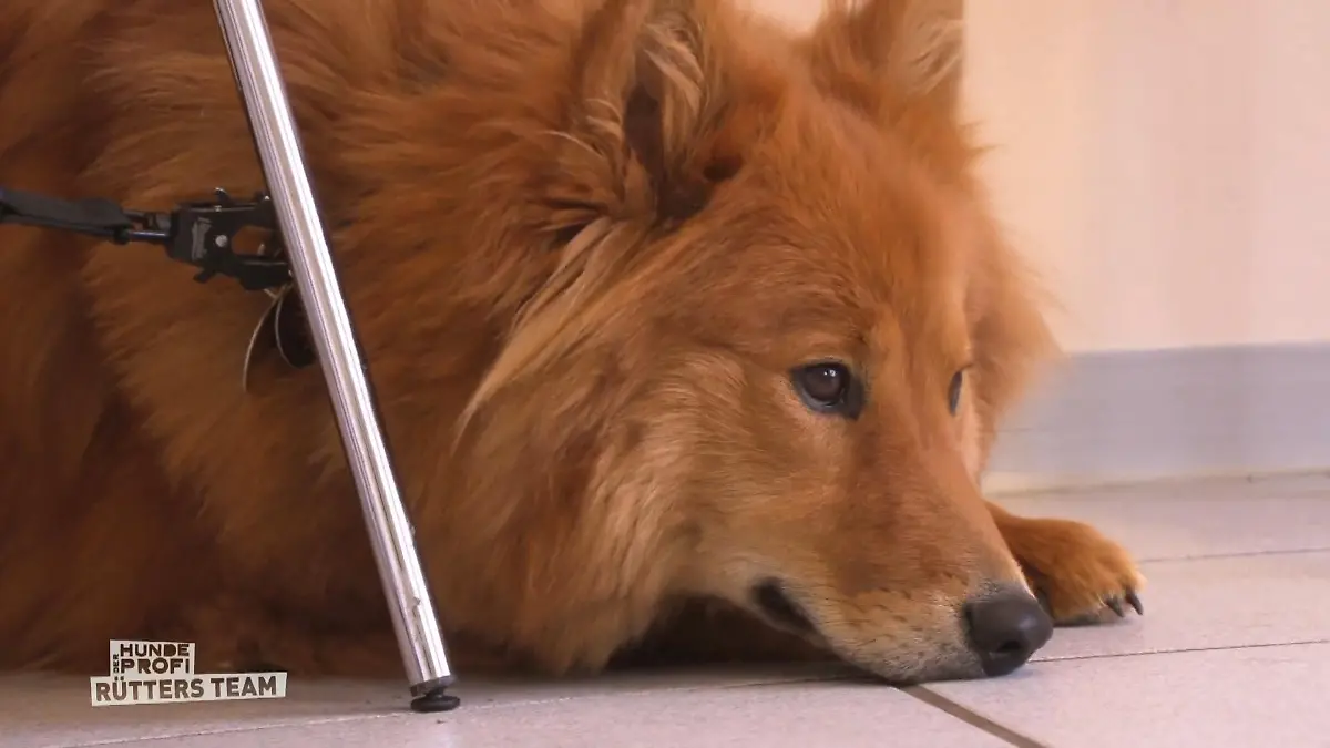 Ellie hat Panik vor dem Tierarzt Zittern am ganzen Körper