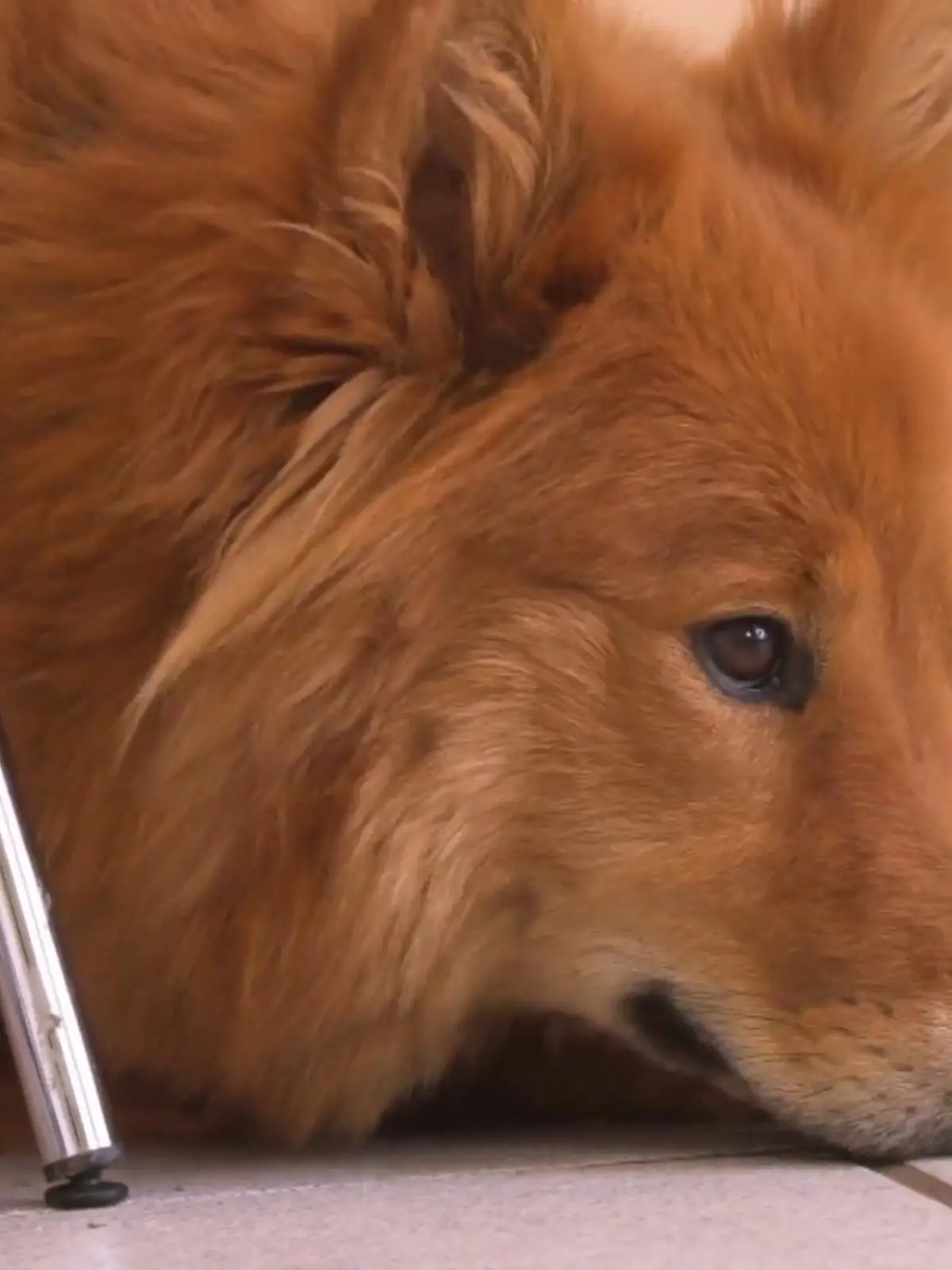 Bild zu: "Ellie hat Panik vor dem Tierarzt"