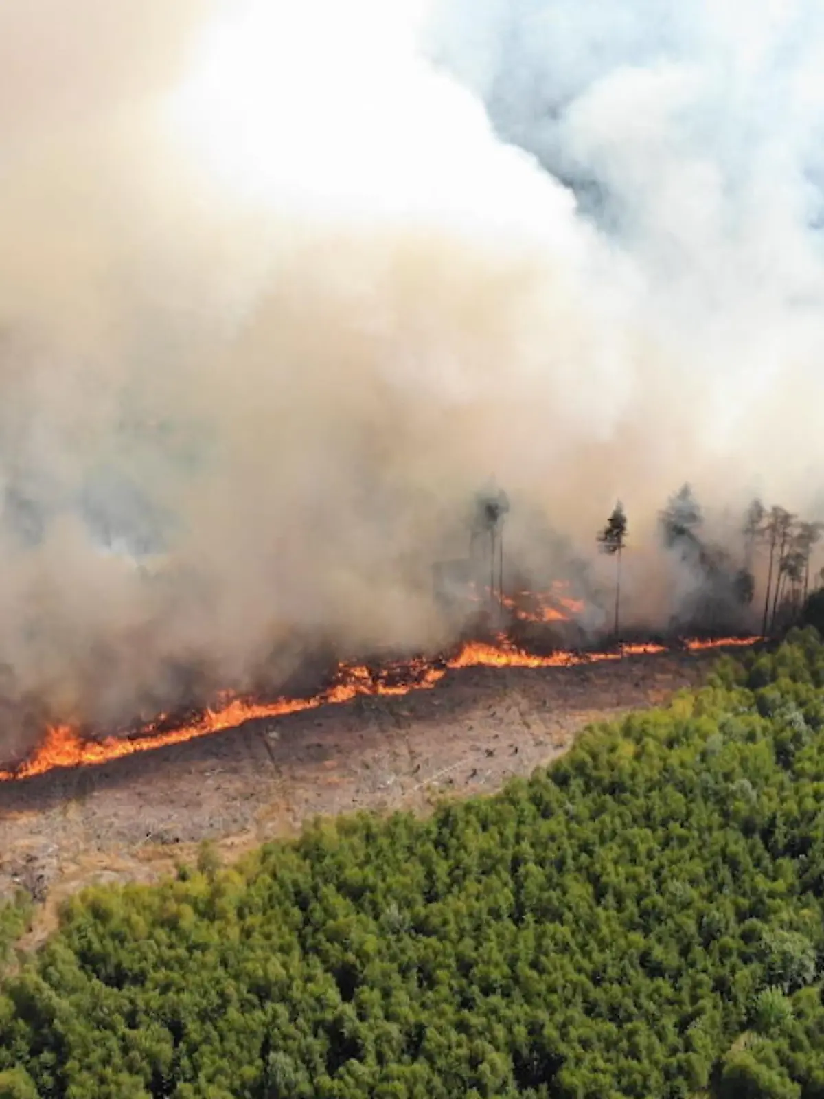 Heute sind nur noch abgebrannte Bäume und viel Asche übrig. Gestern Nachmittag brennt ein großes Waldstück im Märkischen Kreis. Stundenlang kämpft die Feuerwehr gegen die Flammen. Anwohner sind in Gefahr. Dann Aufatmen: Es fängt es an zu regnen. Aber jetzt machen noch Glutnester Sorgen.