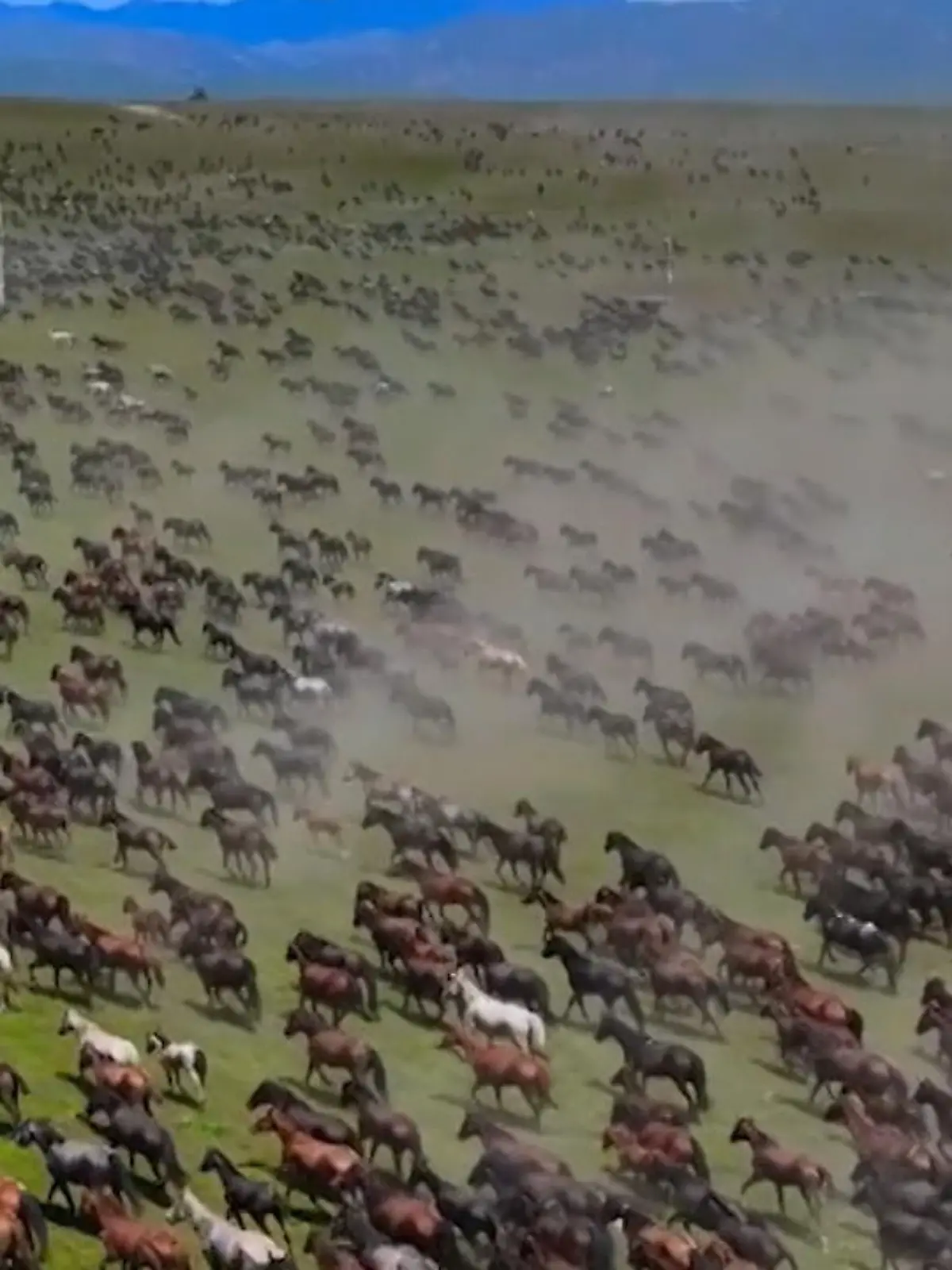 In China galoppieren tausende Pferde im Rahmen eines Festivals über Wiesen und Felder.