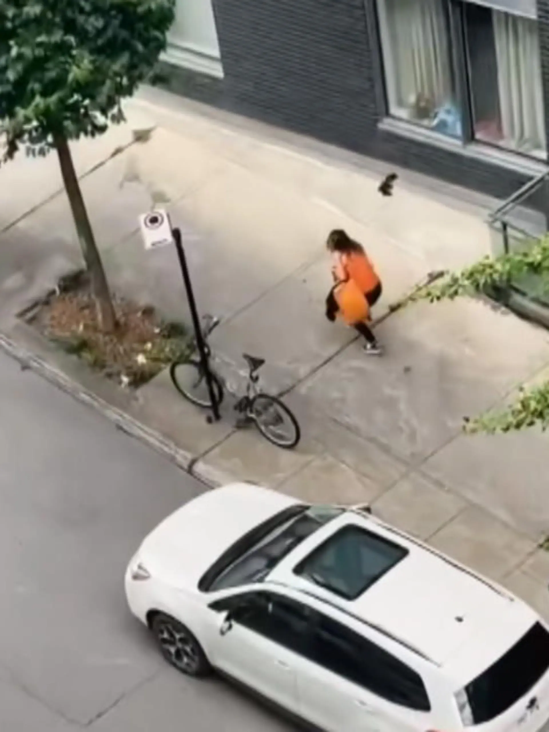 In Montreal (Kanada) terrorisiert ein Amsel-Pärchen mehrer Fußgänger. Die aggressiven Vögel attackieren jeden, der ihnen zu nahe kommt. Vermutlich wollen sie aber nur ihr Nest verteidigen - doch dafür geben sie alles.