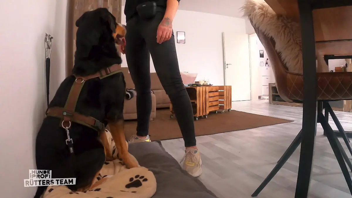 Kleine Minipartys zur Übung Ein rastloser Hund