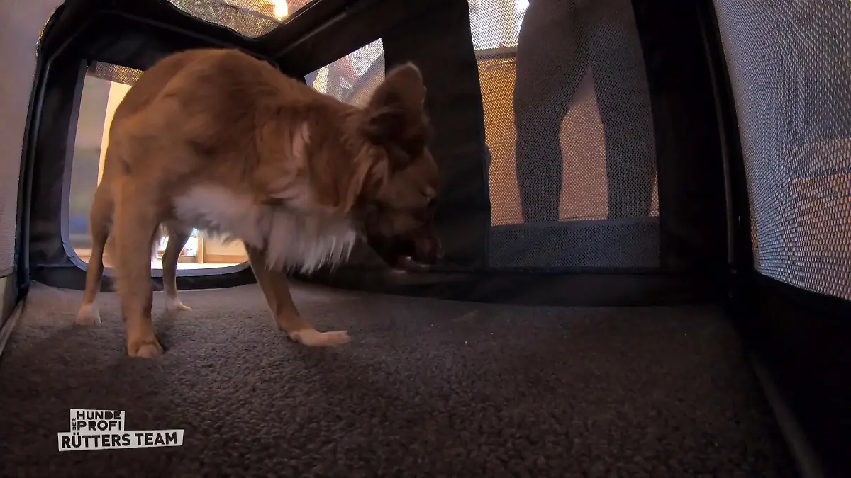 Luna ist nachtaktiv EIne Hundebox ist die Lösung