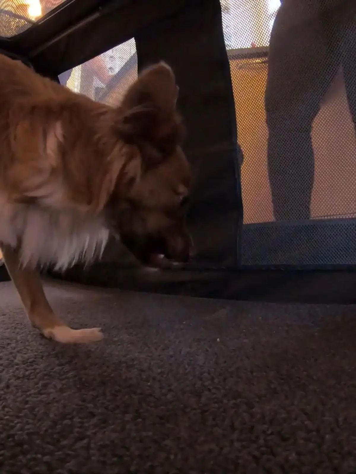 Bild zu: "Luna ist nachtaktiv"