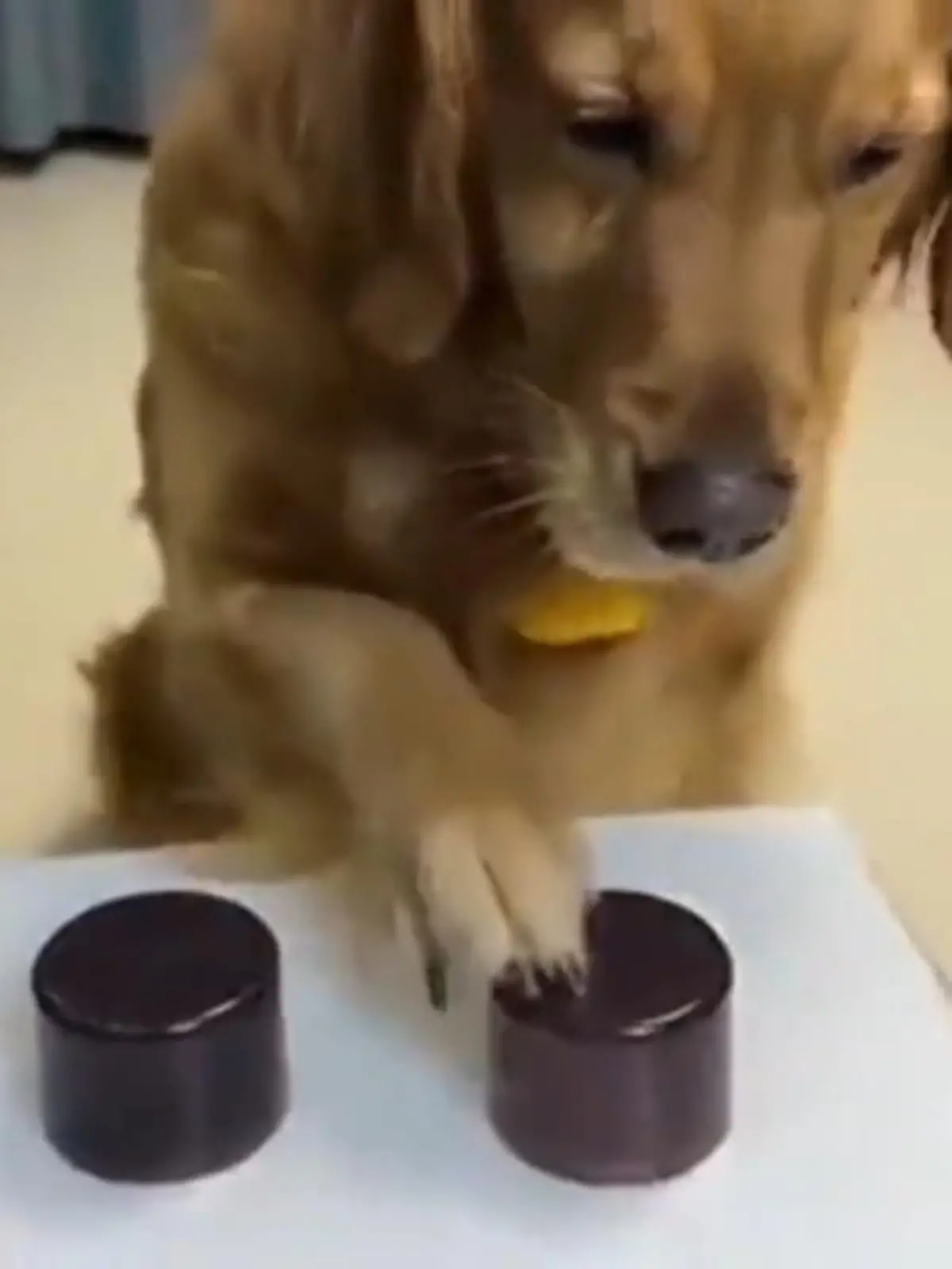 Unter welchem Hütchen versteckt sich wohl das Leckerli? Links oder rechts? Dieser Hund tippt wagemutig auf das rechte Hütchen und hat sogar Erfolg. Oder doch nicht?