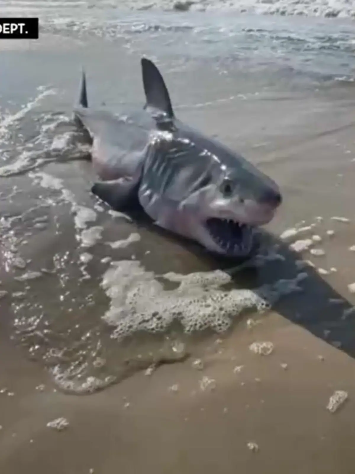 Dieser Hai wurde an einem Strand bei Quogue auf Long Island entdeckt.