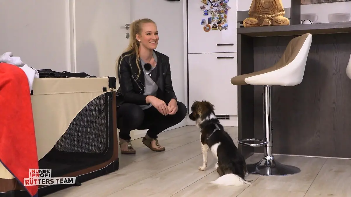 "Heute ist Laika ein völlig anderer Hund" Laika auf Erfolgskurs