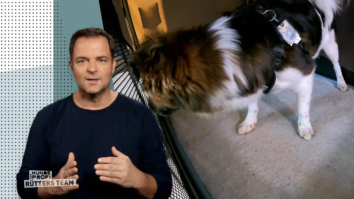 Großer Erfolg für Laika "Laika bleibt ruhig"