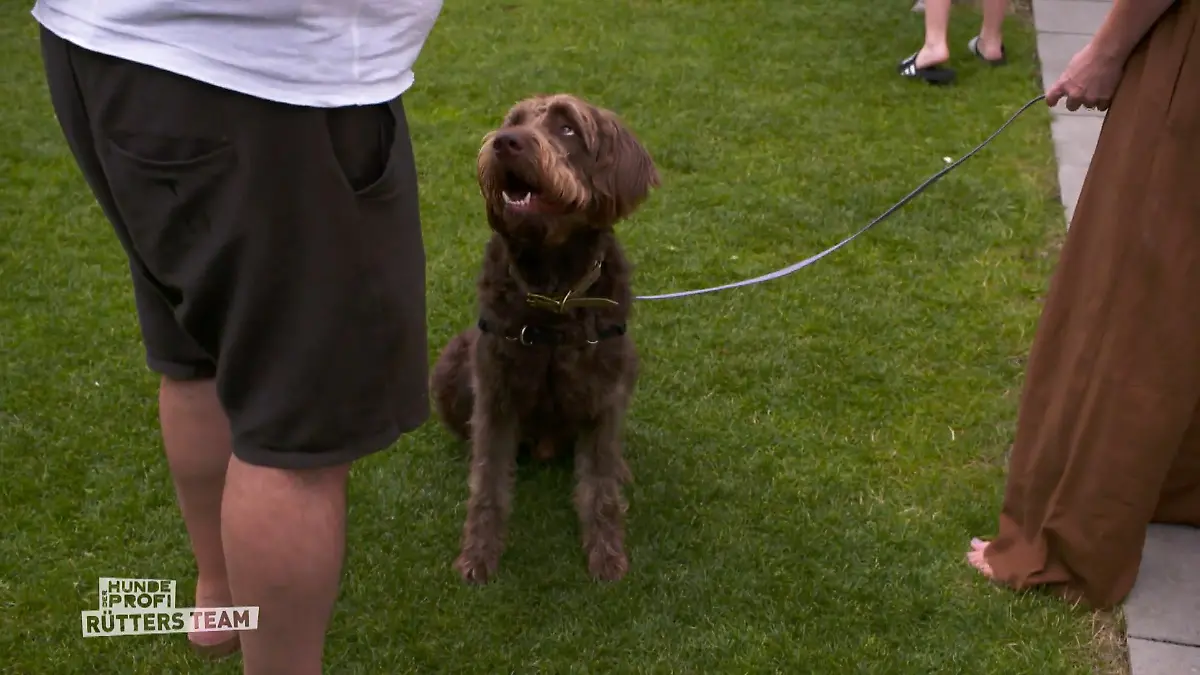 Snoopy, der geborene Therapiehund Erste große Fortschritte