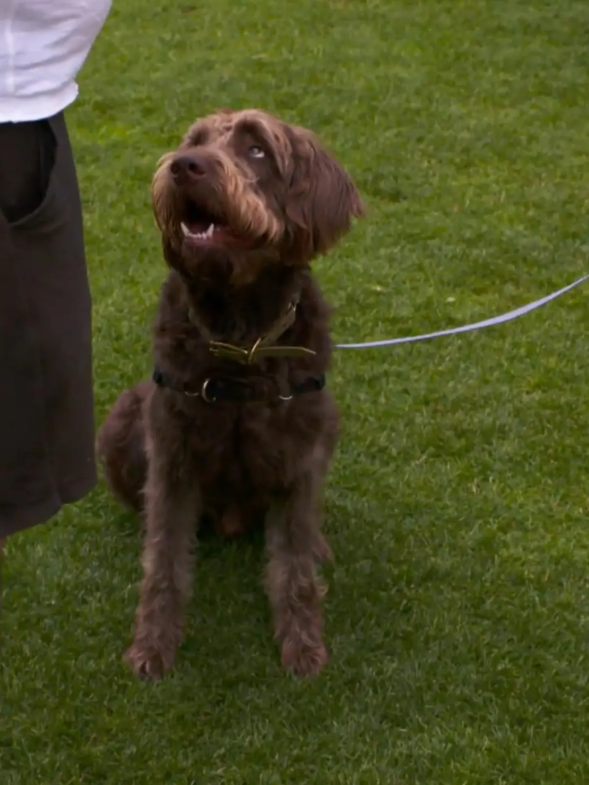 Bild zu: "Snoopy, der geborene Therapiehund"