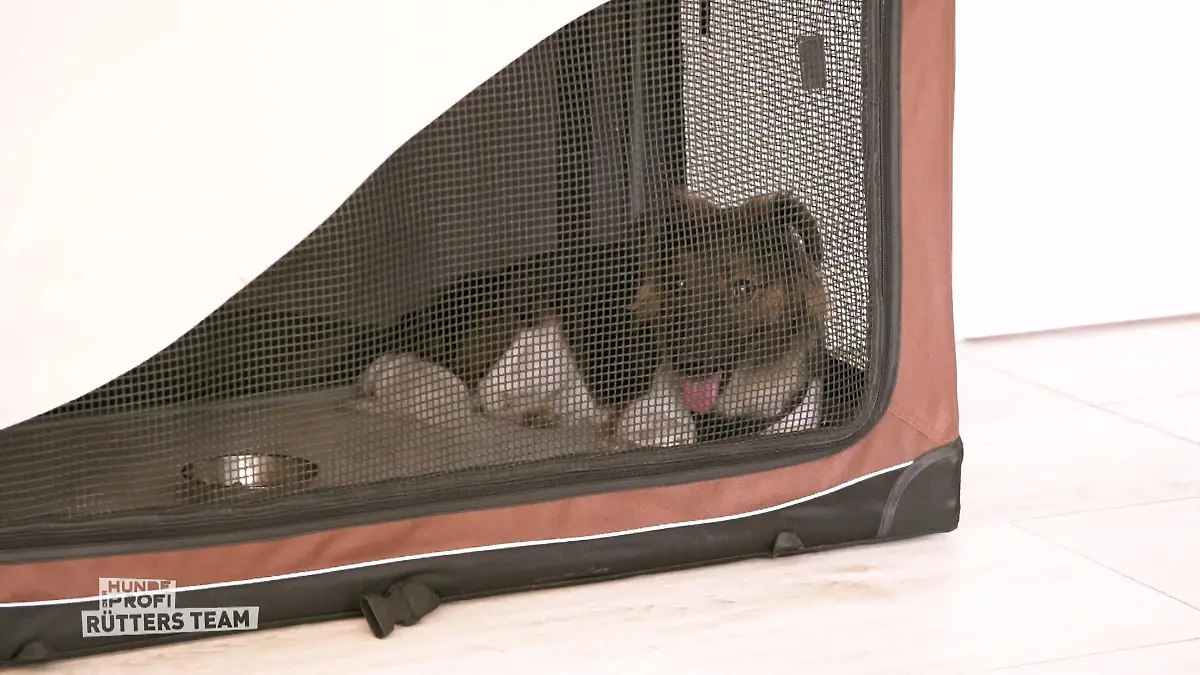 Hoffnung für Laika Laikas erste Fortschritte