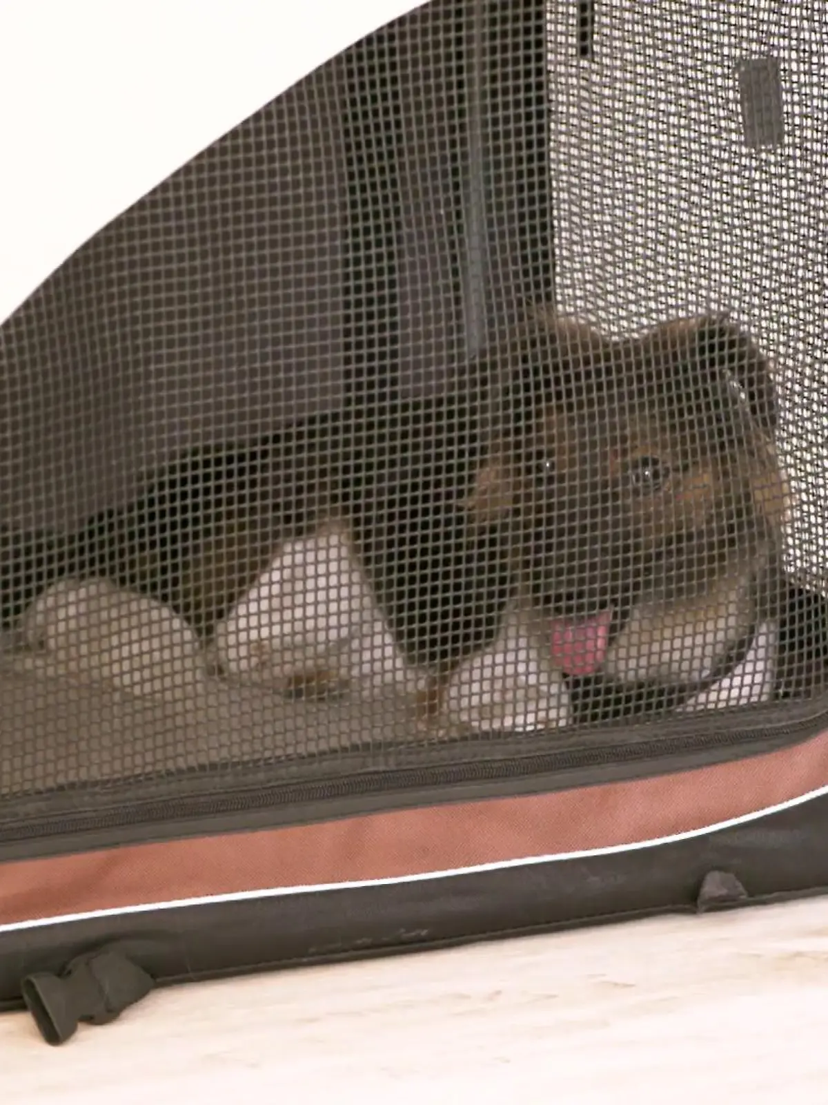 Bild zu: "Hoffnung für Laika"