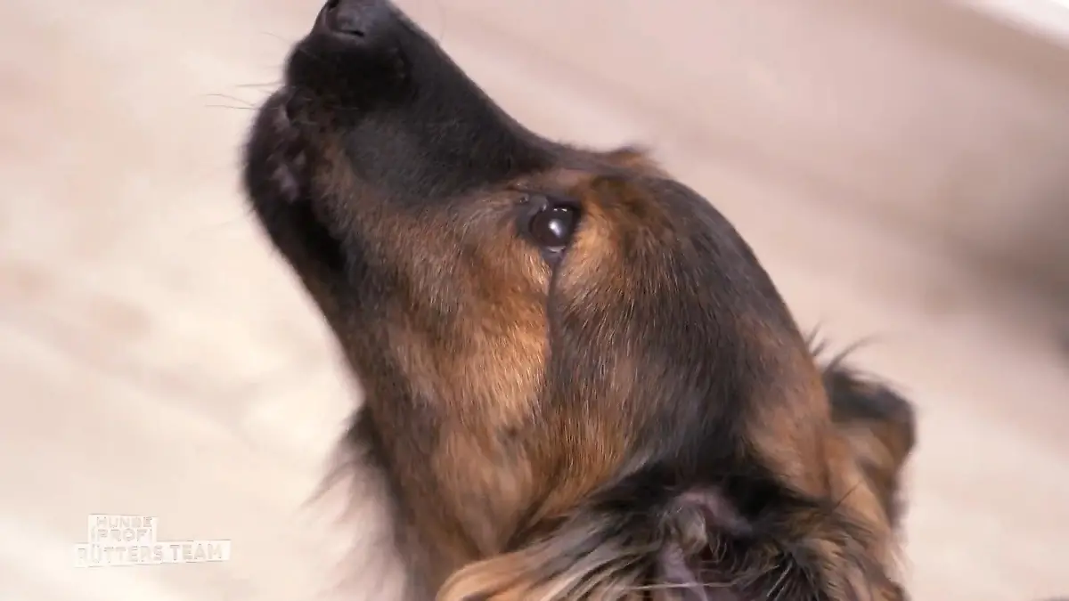 Kläffer Laikas erstes Training Viel Verantwortung