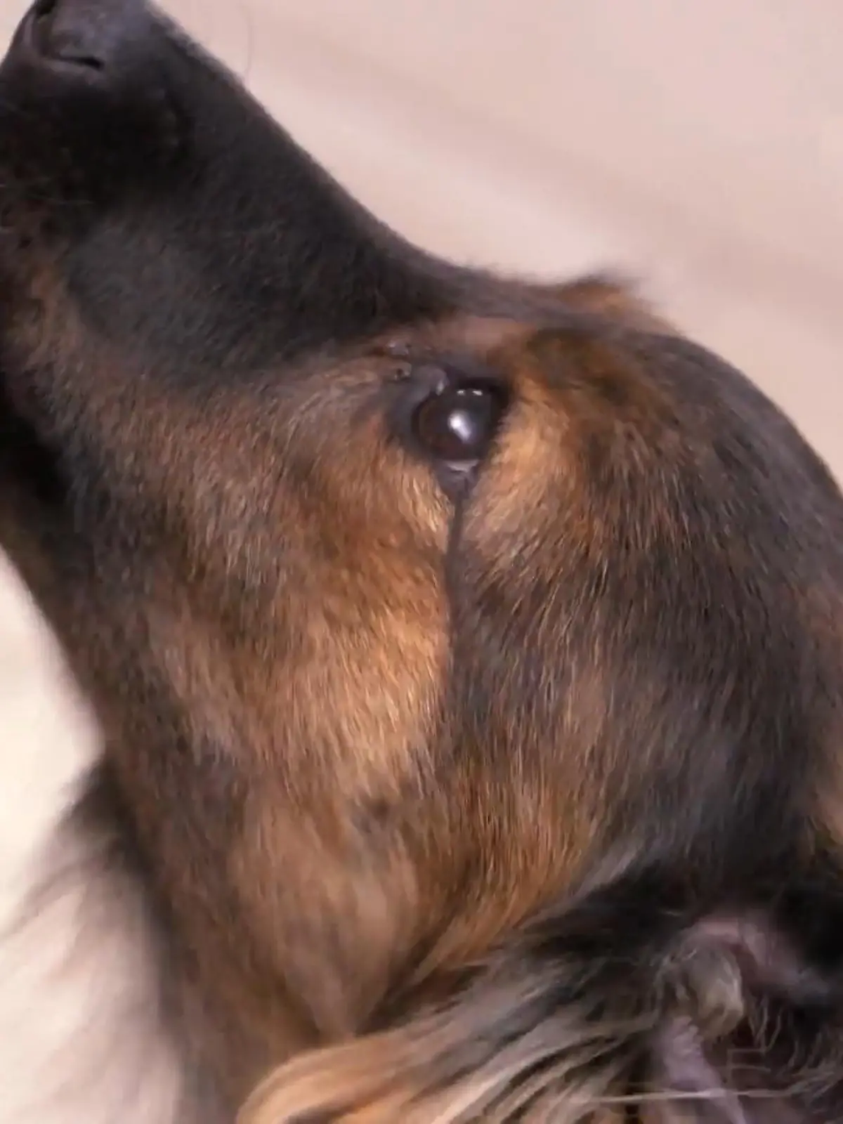 Bild zu: "Kläffer Laikas erstes Training"