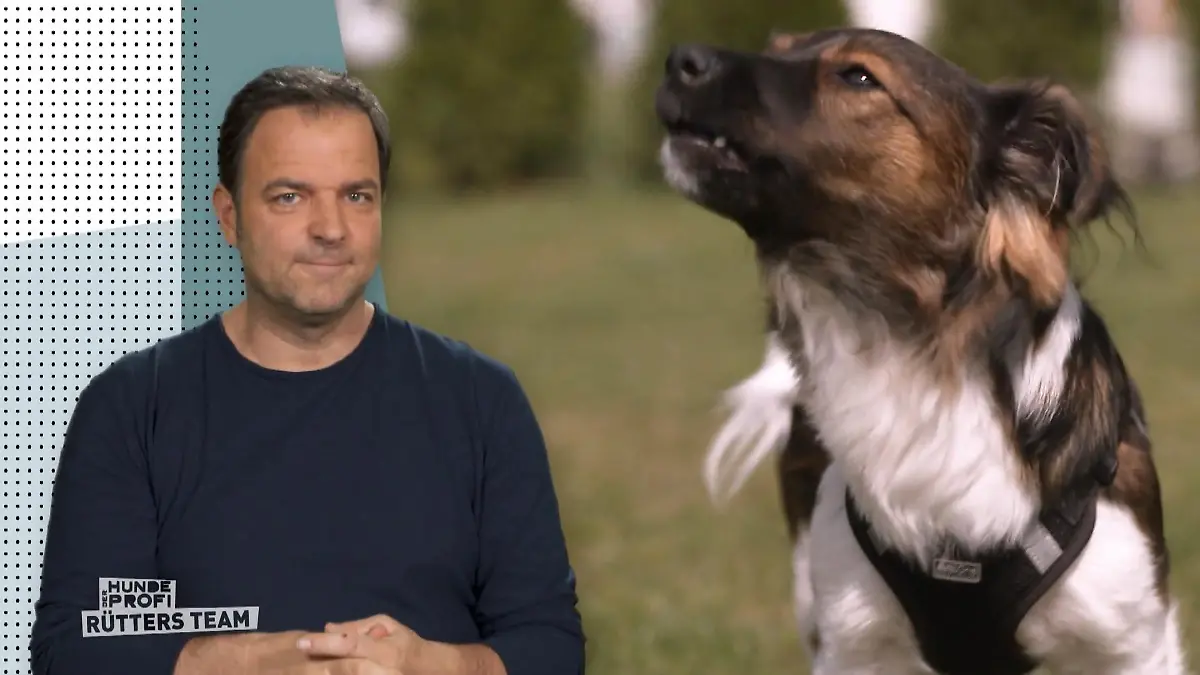 Hündin Laika ist ein echter Störenfried "Sie bellt und bellt"