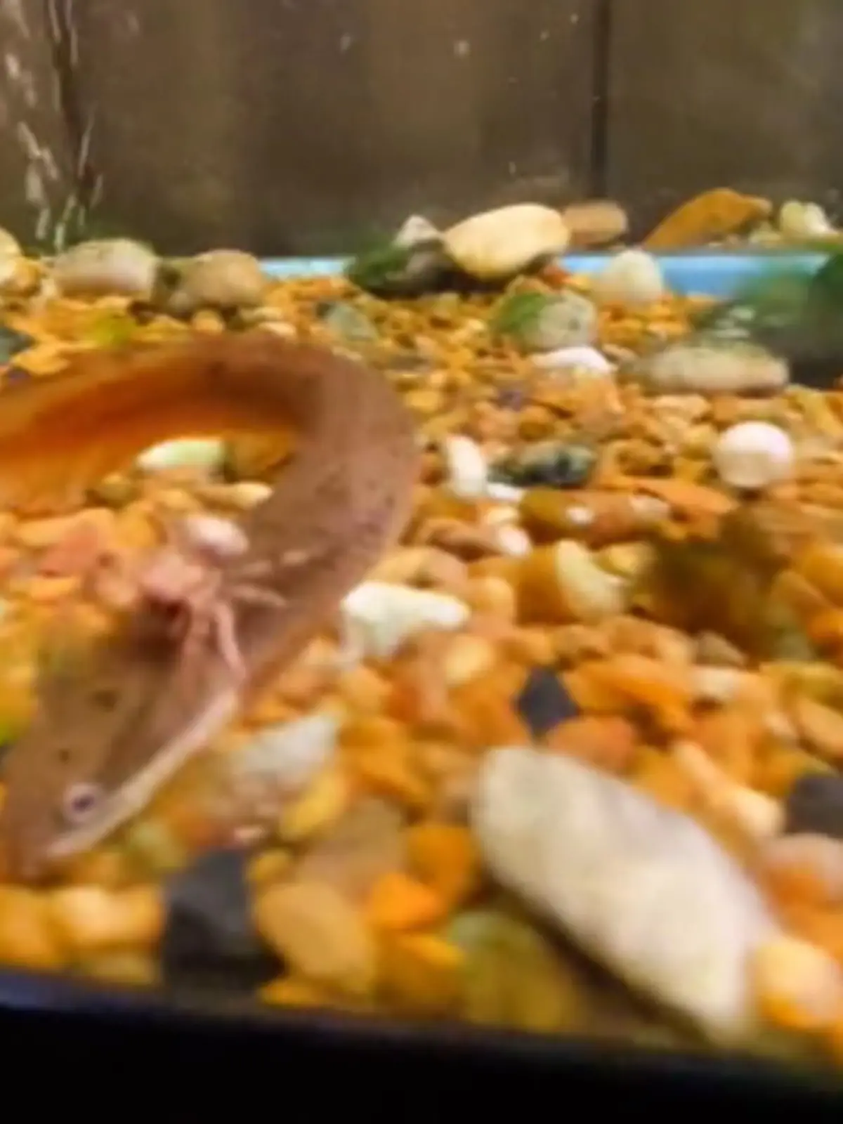 Denn nachdem die Spinne in das Aquarium gefallen ist, erkundet sie zunächst die Umgebung. Dann springt das Tier auf einen Fisch – und lässt sich mal eben mitnehmen. 
Nach dem außergewöhnlichen Ritt ärgert sie sogar den Fisch.