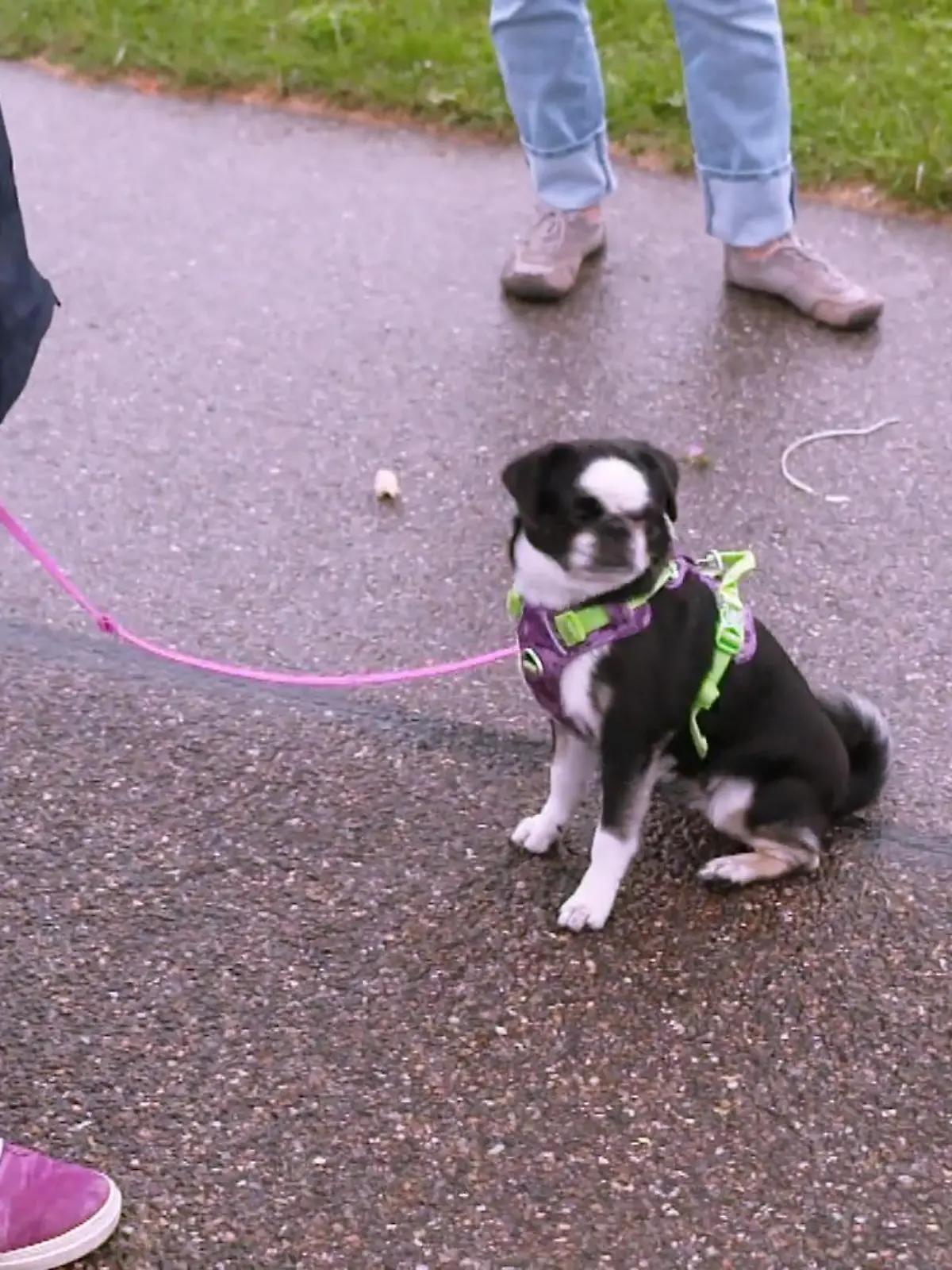 Bild zu: "Trainerin Steffi stellt Nala auf die Probe"
