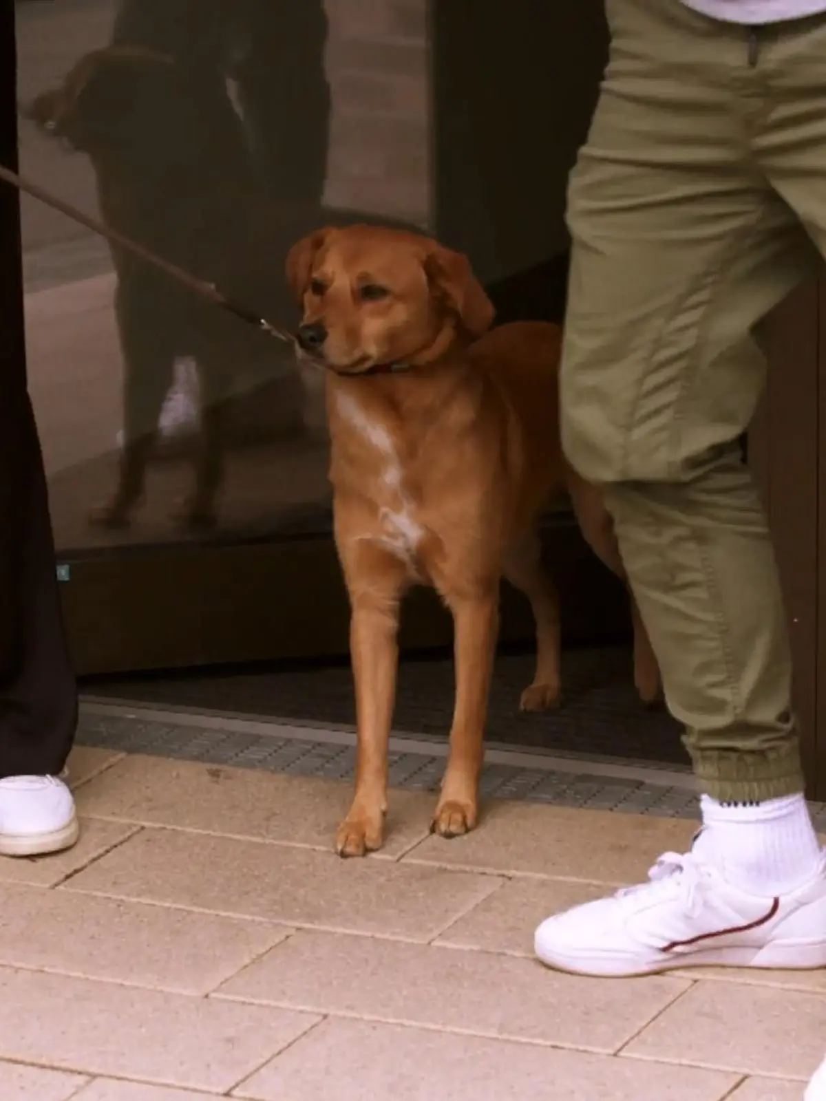 Bild zu: "Buddy braucht viel Hife"