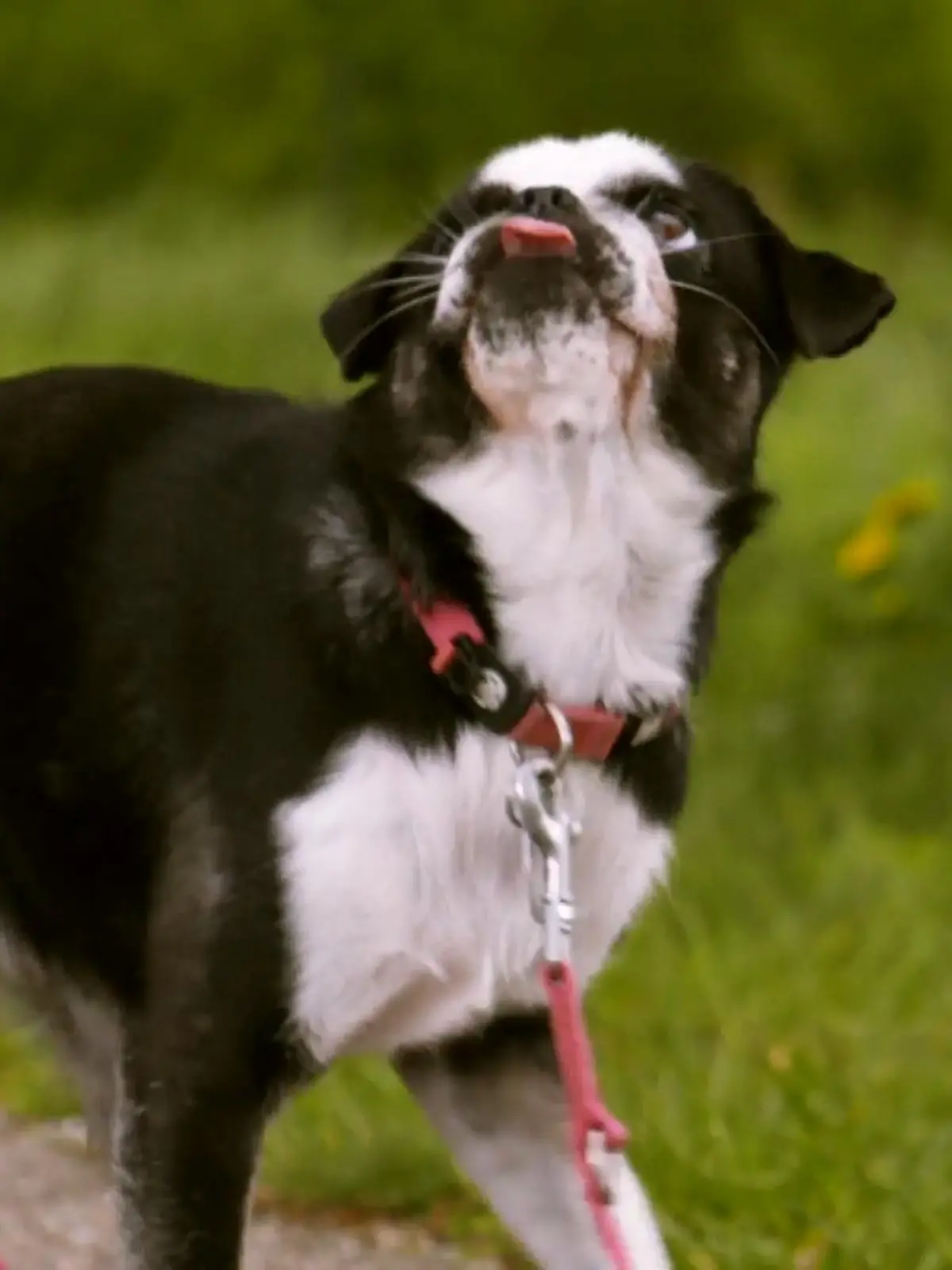 Bild zu: "Mops-Hündin Nala ist sehr gewieft"