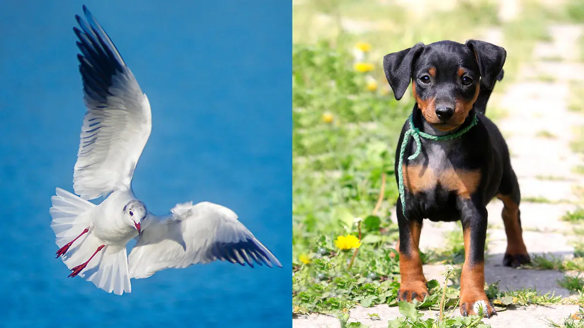 Bis heute verschollen: Hund von Möwe entführt worden
