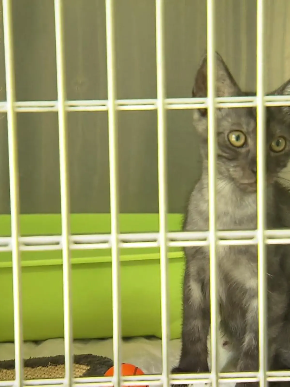 „Zu verschenken. Nur bis heute 14 Uhr.“ Mit diesen Worten bietet eine Familie ihr Haustier im Internet an. Die Familie saß schon auf gepackten Koffern und wollte ihren Kater loswerden.