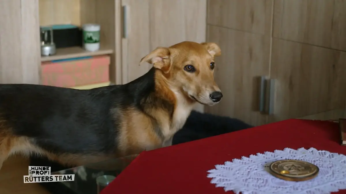 Caramel kann nicht alleine sein Problem beim Haus verlassen