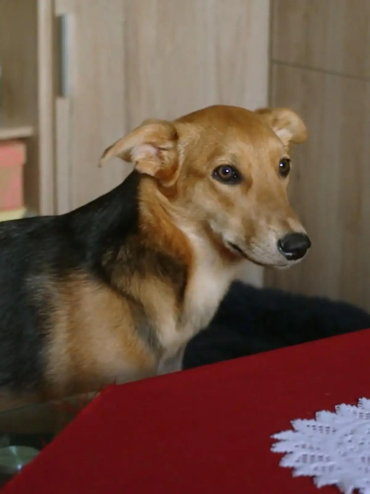 Bild zu: "Caramel kann nicht alleine sein"