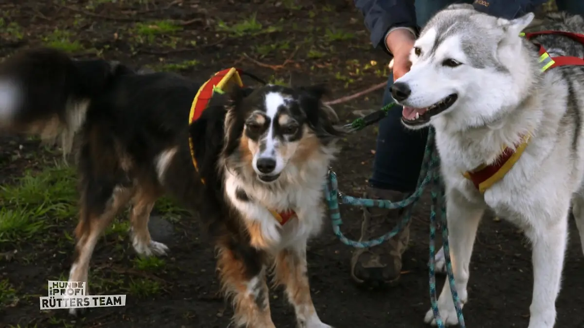 Angst vor lauten Geräuschen 3er Gespann