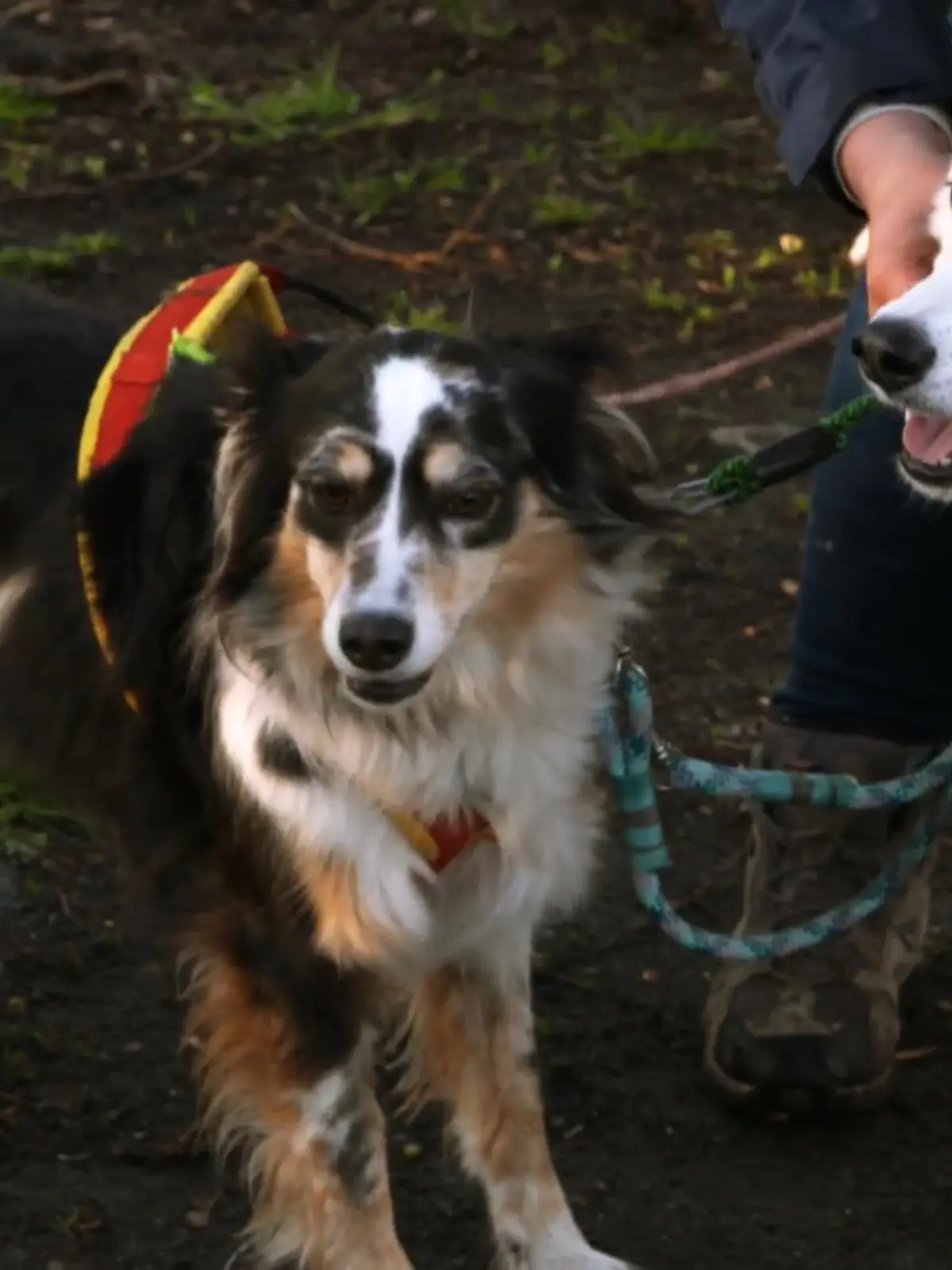 Bild zu: "Angst vor lauten Geräuschen"