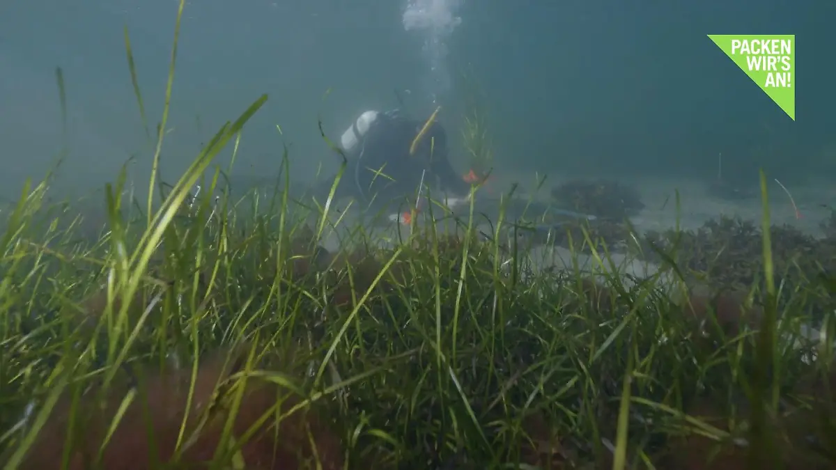 KlimaUpdate: Aufforsten mit Seegras Die grüne Lunge des Meeres speichert CO2