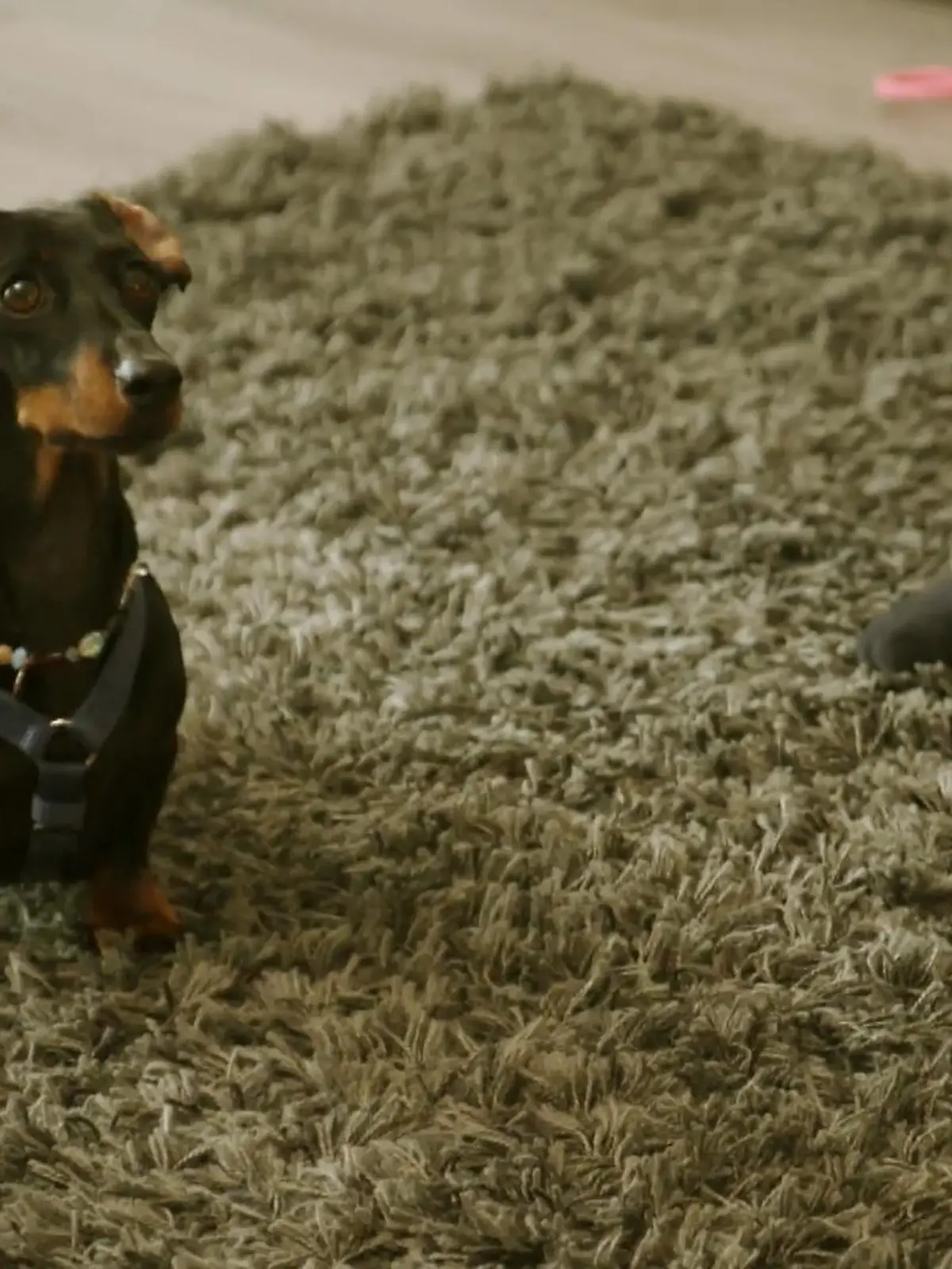 Bild zu: "Dieses Training macht Fini Spaß"