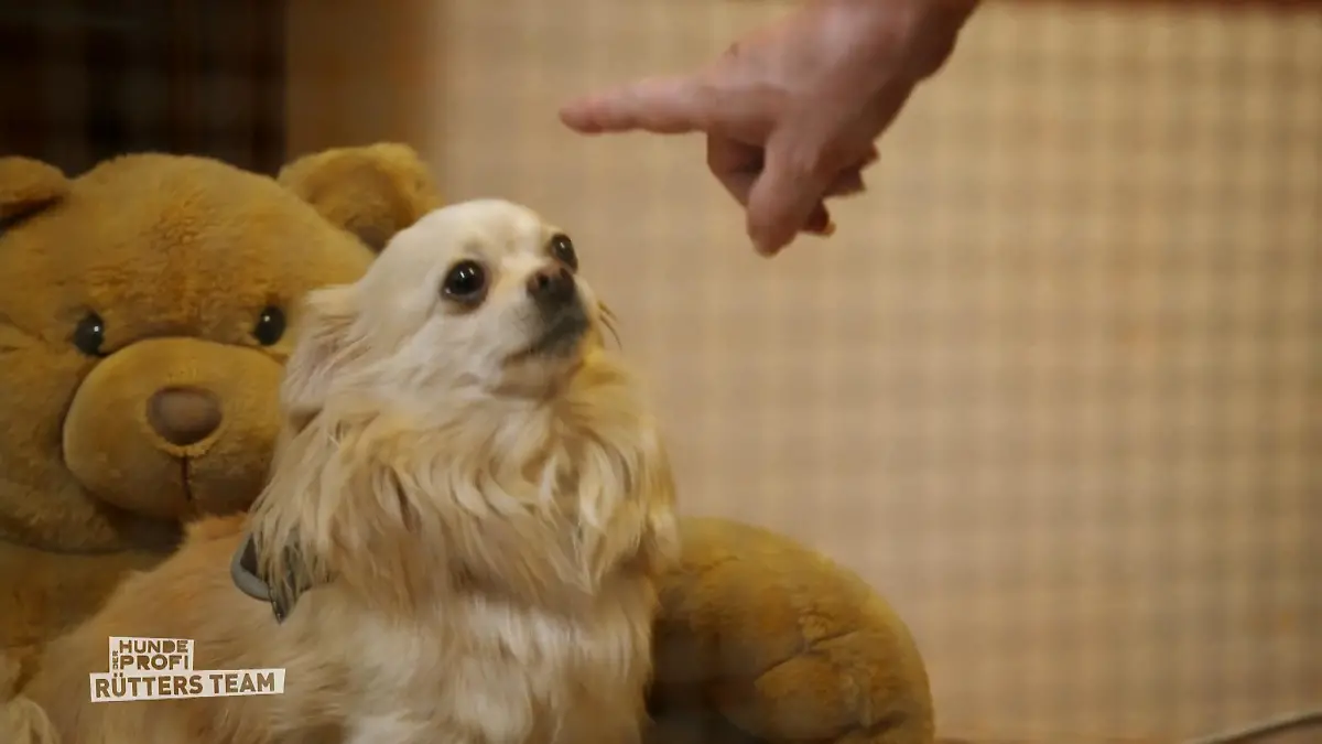 Linda ist stolz auf Chikos Trainingserfolg "Hast du sowas schon erlebt?"