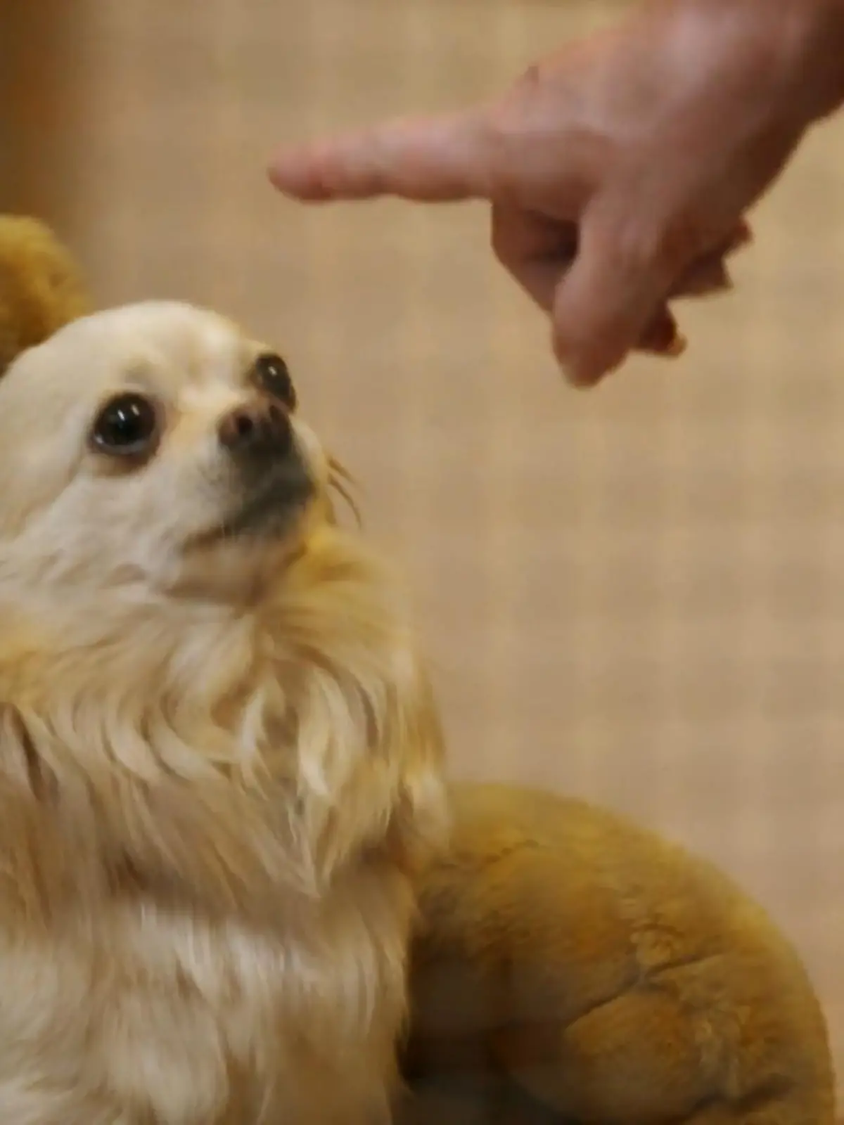 Bild zu: "Linda ist stolz auf Chikos Trainingserfolg"