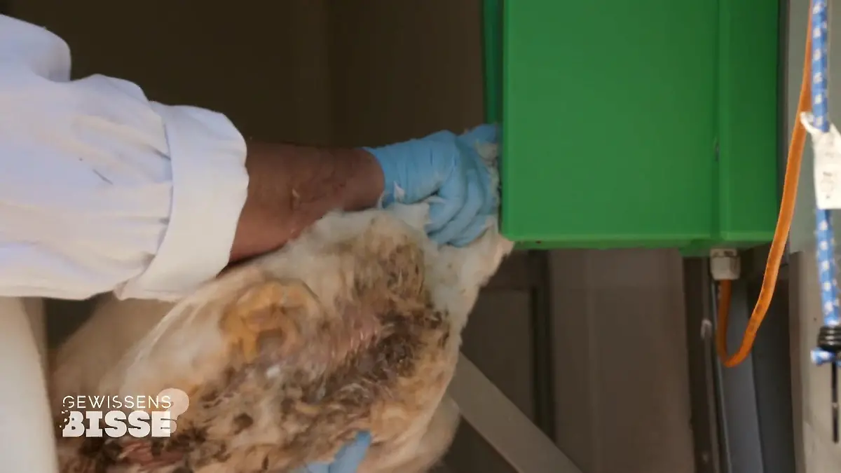 Die Familie Ehmann hätte nicht erwartet, dass das Schlachten so schlimm ist