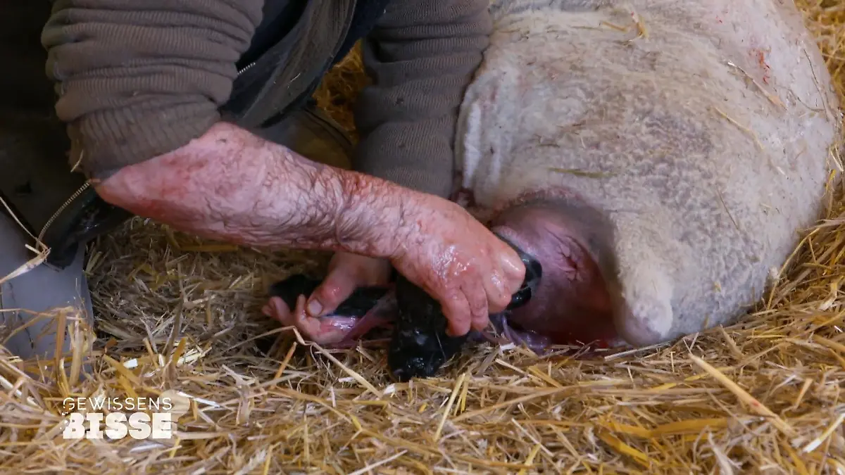 Das emotionale Lamm war nicht ohne