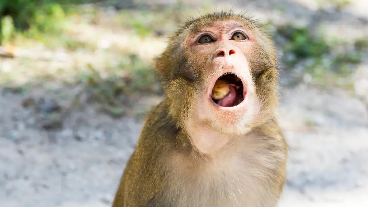 Monkey Island