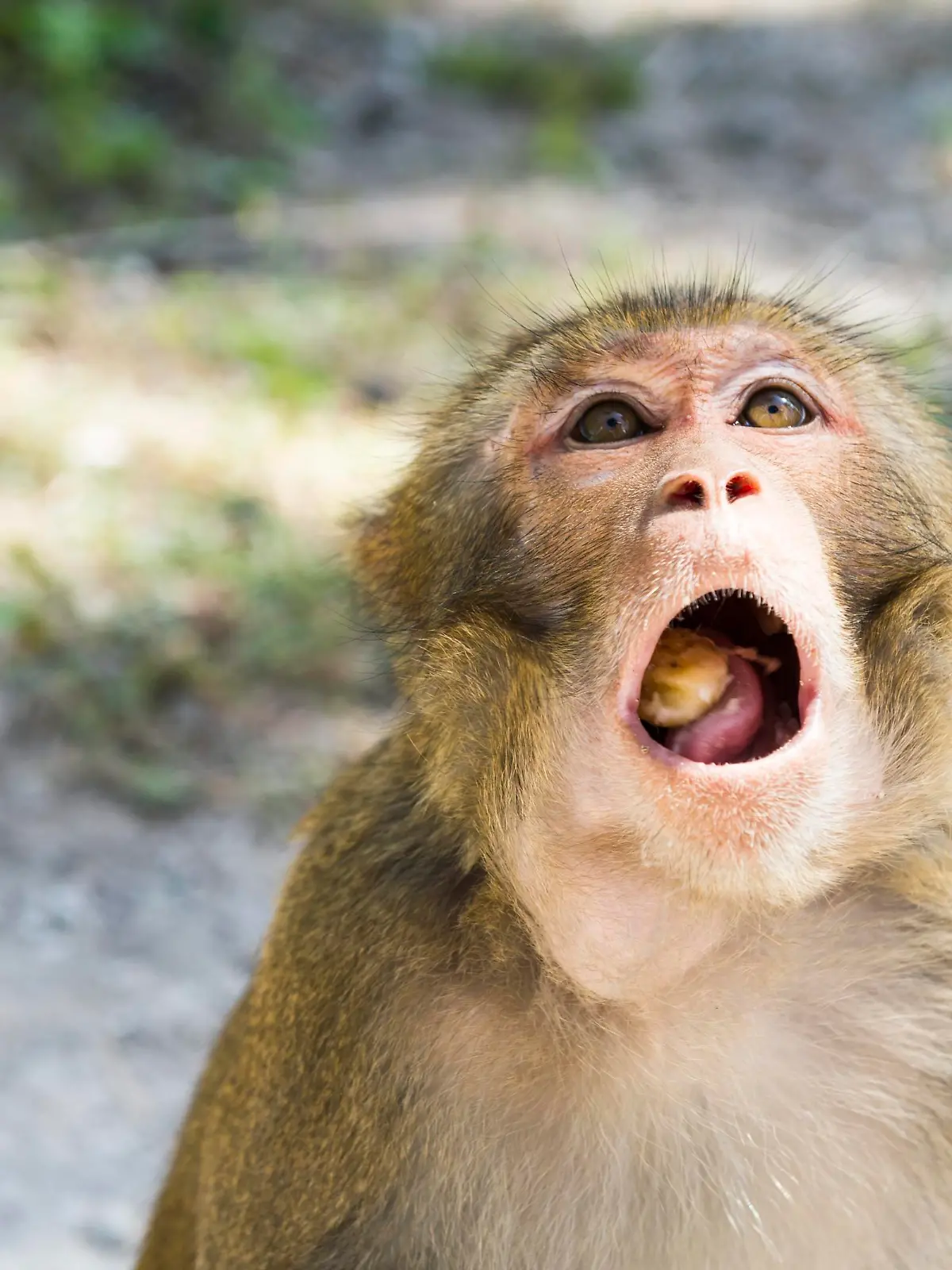 Monkey Island