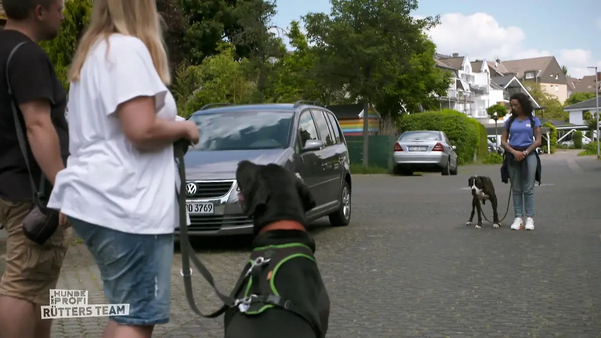 Hat Audrey ihre Aggressionen im Griff? Feuerprobe für den Doggen-Mix