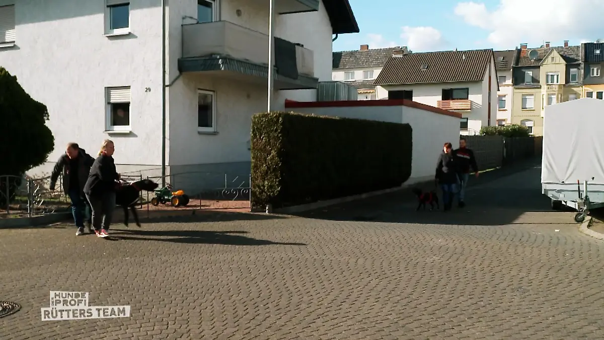 Audrey greift beim Spazieren andere Hunde an! 60 kg sind nicht aufzuhalten