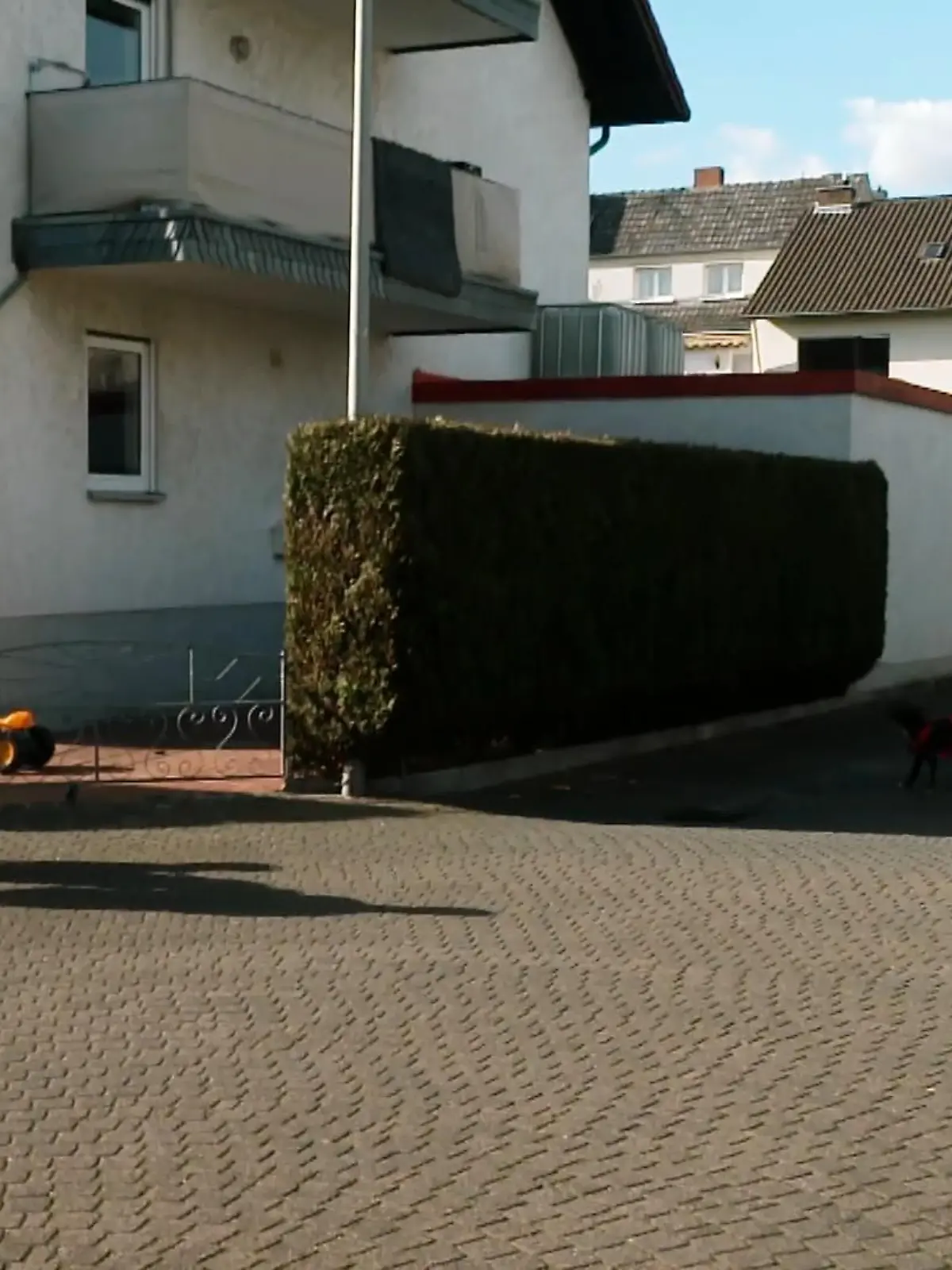 Bild zu: "Audrey greift beim Spazieren andere Hunde an!"