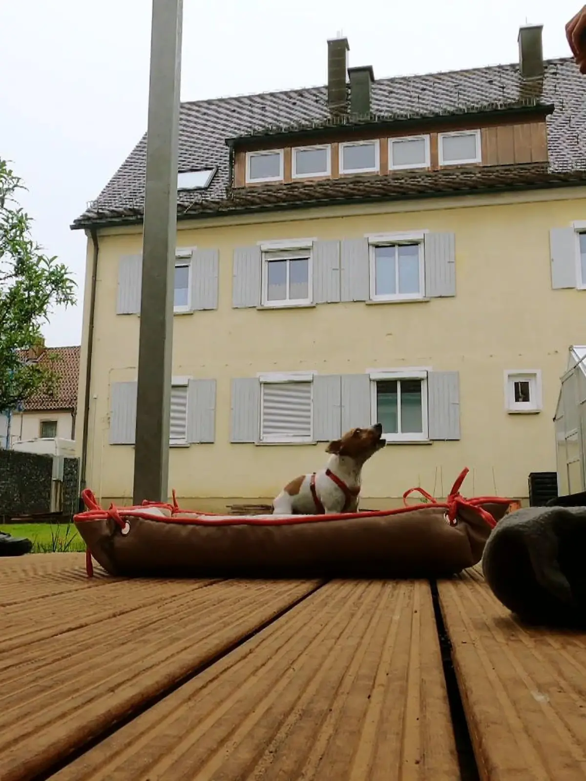 Bild zu: "Robbie hat nie gelernt zu entspannen"