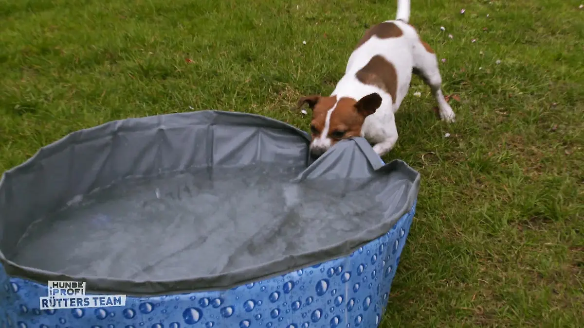 Jack Russell Robbie ist verrückt nach Wasser „Der hat ein Rad ab!"