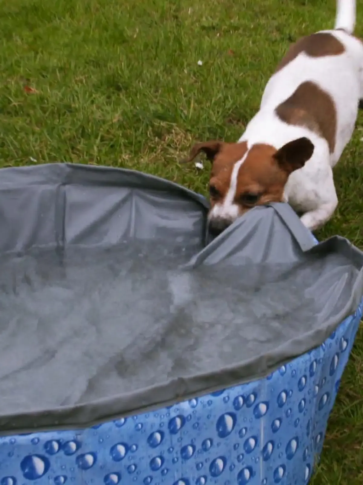 Bild zu: "Jack Russell Robbie ist verrückt nach Wasser"