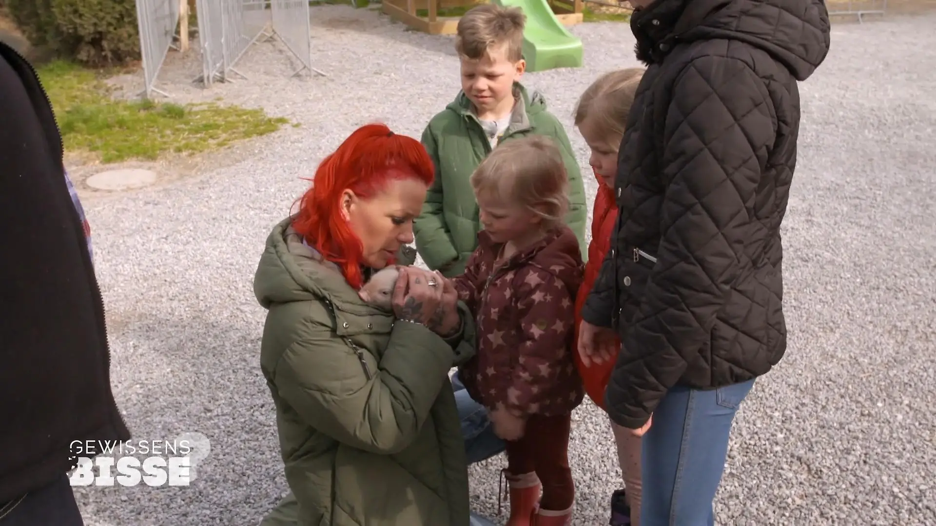 Bei den Babyschweinen schmelzen die Herzen Kuschelstunde